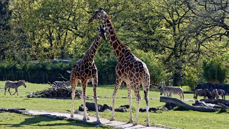 Tiere auf der Anlage „Afrika Savanne“ im Opel-Zoo.